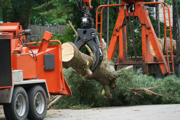 Reliable Paris, IL Tree Service Solutions